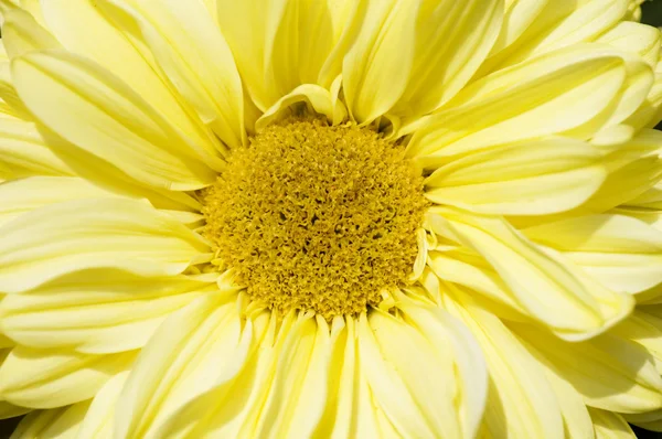 Flor de dalia floreciente —  Fotos de Stock