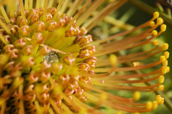 Gul blomstrende protea nålepute – stockfoto