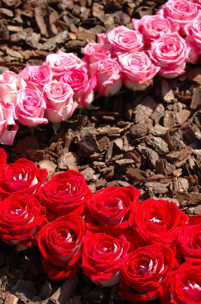 Padrão de rosas — Fotografia de Stock