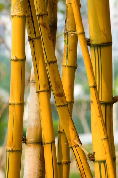 Bambu — Stockfoto