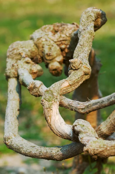 Ağaç kökü — Stok fotoğraf