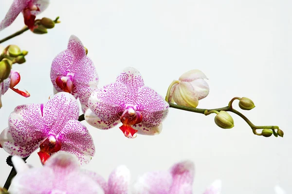 Белая орхидея с розовыми пятнами — стоковое фото