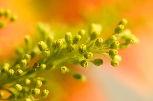 Yellow floret — Stock Photo, Image