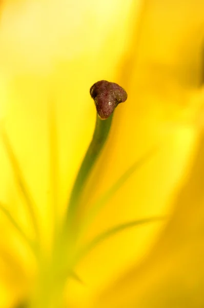 Tyčinka žlutá lilie — Stock fotografie