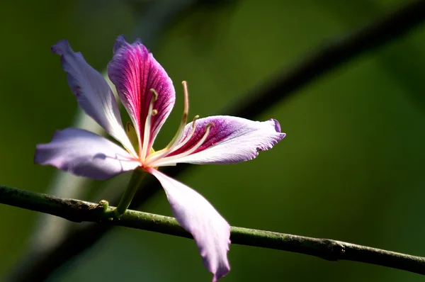 Bauhinia blakeana — Stock Fotó