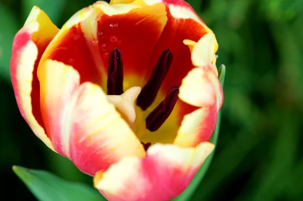 Zbliżenie kwiat tulipan — Zdjęcie stockowe