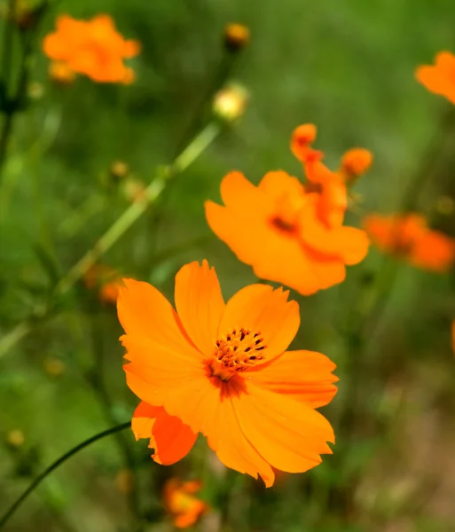 Orange marguerite — Stock Photo, Image