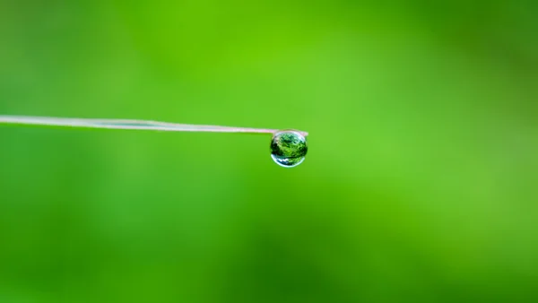 緑の葉に水滴が — ストック写真