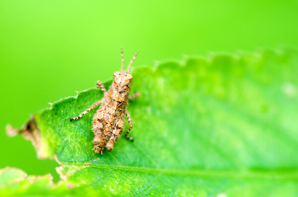 Grasshopper on leaf