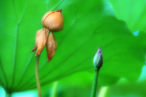 Kleine Lotusknospe und verblasste Blüte — Stockfoto