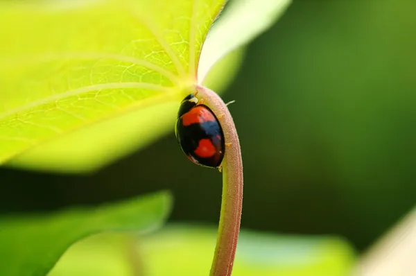 Ladybird hiding under leaf — Stock Photo, Image