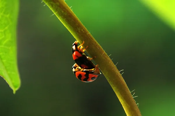 Lieveheersbeestjes paring — Stockfoto