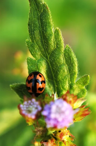 Coccinelle sur feuille de plante — Photo