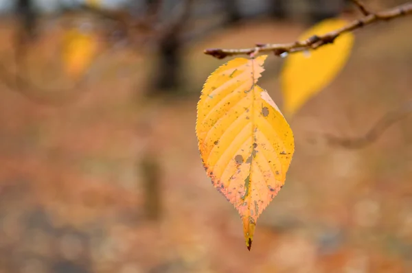 Details of leaf — Stock Photo, Image