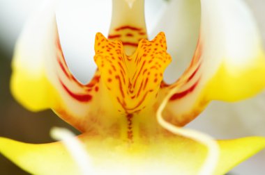 Sarı ve beyaz orkide