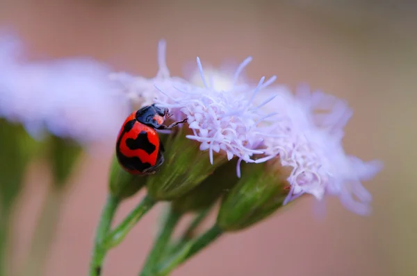 Coccinelle grimpante — Photo