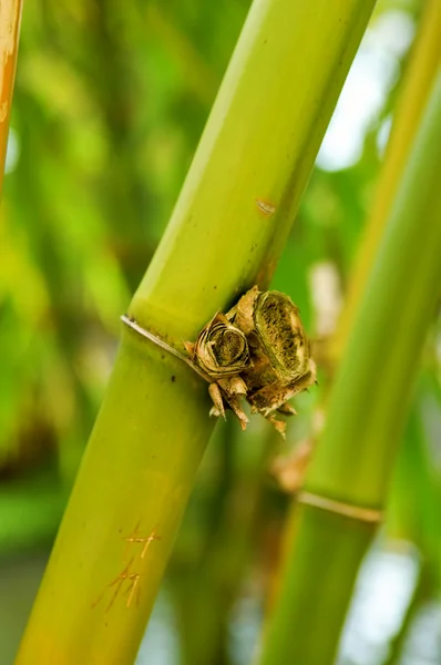 Bambu — Fotografia de Stock