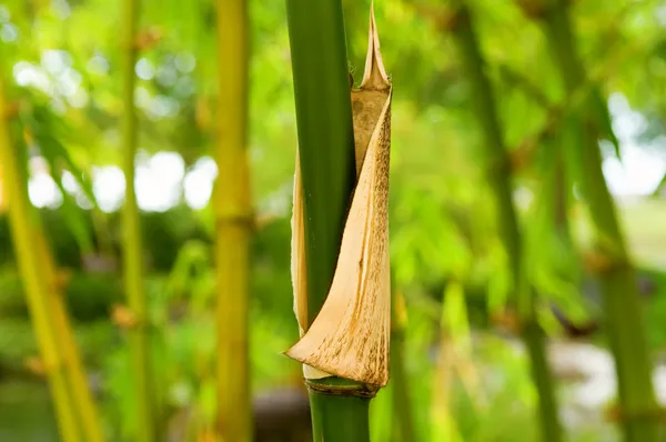 Bambú — Foto de Stock