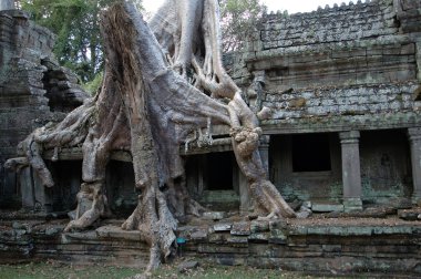 Angkor wat, Kamboçya büyüyen ağacı