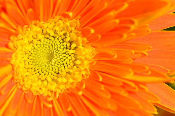 Orange marguerite — Stock Photo, Image