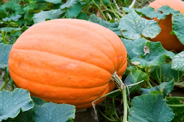 Pumpkins — Stock Photo, Image