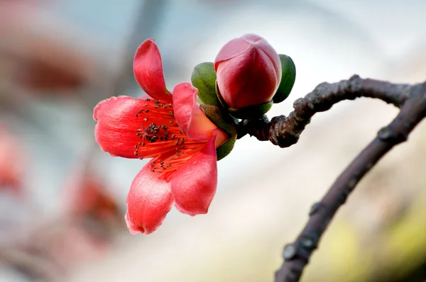 Květiny ceiba — Stock fotografie