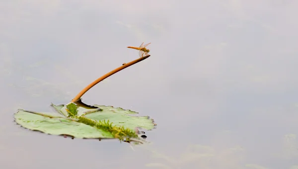 Dragonfly on stalk — Stock Photo, Image