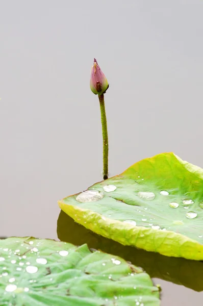 Lotus bud and leaf — Stock Photo, Image