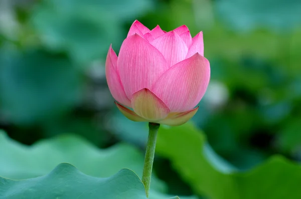 Flor de lótus — Fotografia de Stock