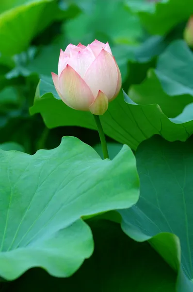 Lotusknospe und Samen — Stockfoto