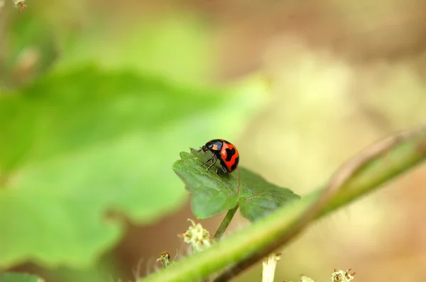 Une coccinelle au repos — Photo