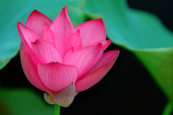 Flor em flor — Fotografia de Stock