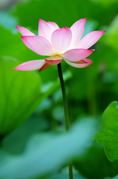 Single lotus flower between the greed lotus pads — Stock Photo, Image