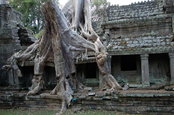 Baum wächst über Angkor wat, Kambodscha — Stockfoto