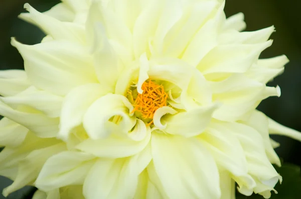 Blommande dahlia blomma — Stockfoto