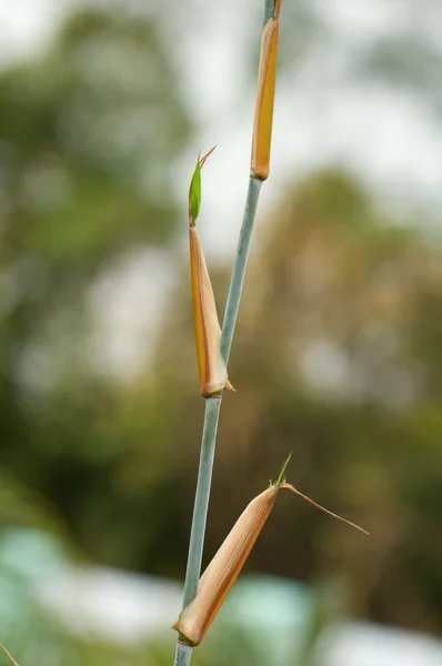 Détail du feuillage de bambou — Photo