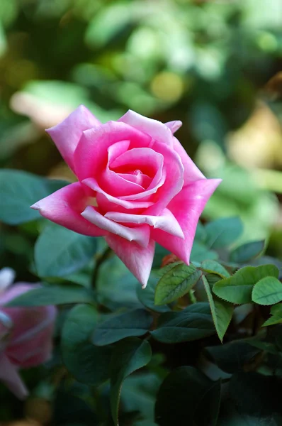 Rosa Ros — Stockfoto