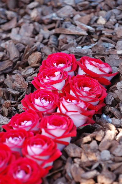 Linha de rosas rosa — Fotografia de Stock