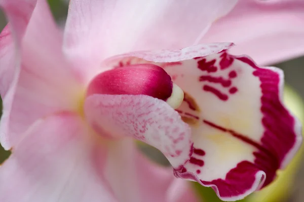 Roze orchid — Stockfoto