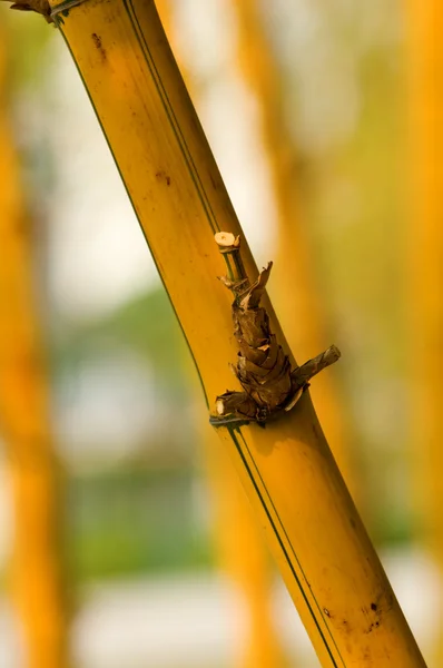 Bamboo — Stock Photo, Image