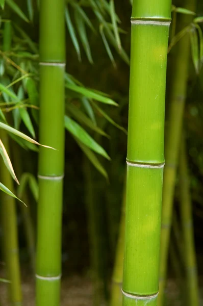 Bambu — Stockfoto