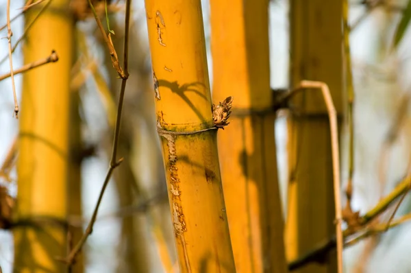 Een bundel gele bamboe in de tuin — Stockfoto