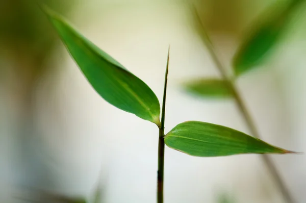 Detalhe da folhagem de bambu — Fotografia de Stock