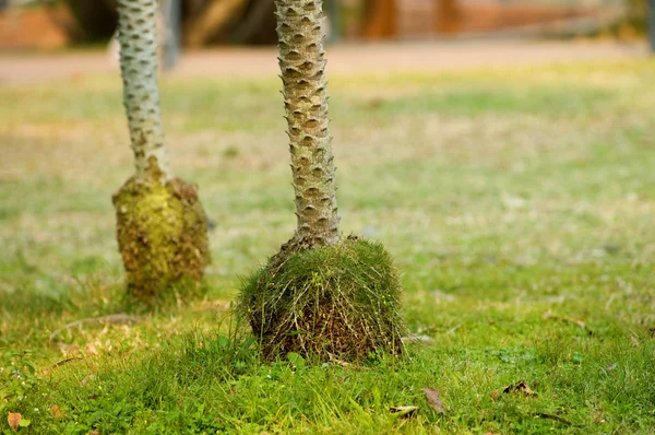 Tree roots — Stock Photo, Image