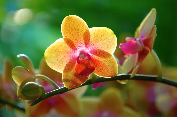 Orquídea amarilla —  Fotos de Stock