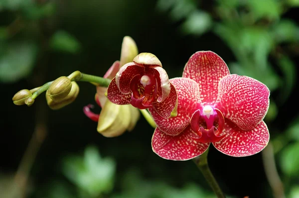 Piros orchidea — Stock Fotó