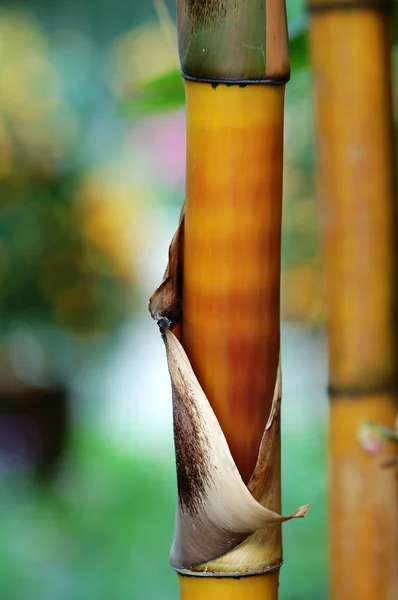 Bambú — Foto de Stock