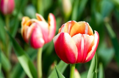 Kırmızı lale çiçekleri