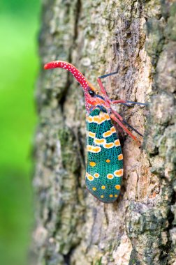 Fulgora candelaria Linnaeus