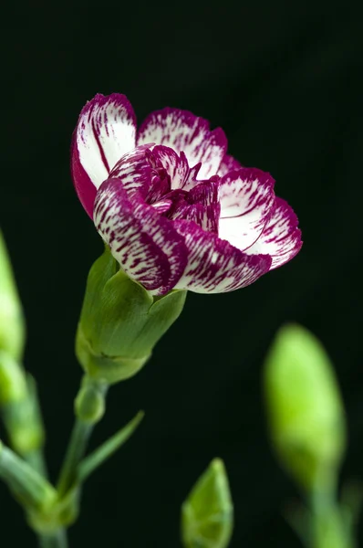 Carnations — Stock Photo, Image